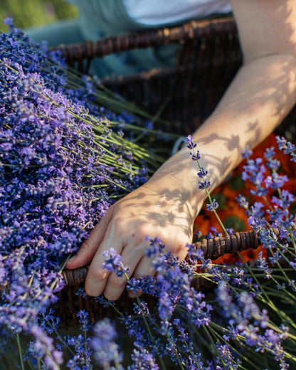 ISVARA Lavender Fragrance Oil – 10ml for Diffuser, Aromatherapy & Candle Making