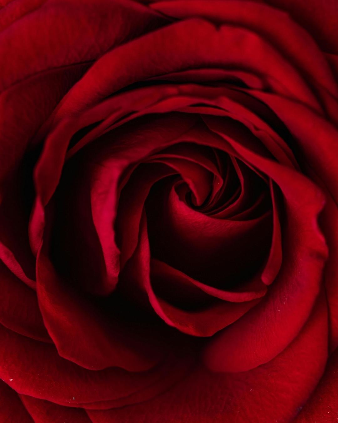 ISVARA Rose Fragrance Oil – 10ml Floral Aroma Oil for Diffuser, Aromatherapy & Candle Making