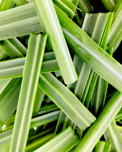 ISVARA Lemongrass Fragrance Oil – 10ml Fresh Aroma Oil for Diffuser, Aromatherapy & Candle Making